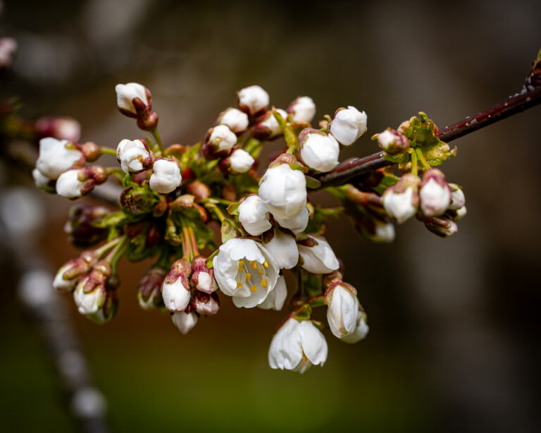 Fotografieren im Botanischen Garten